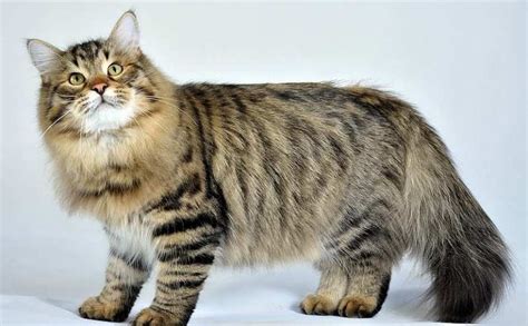 Siberian Cat Personality and Behavior