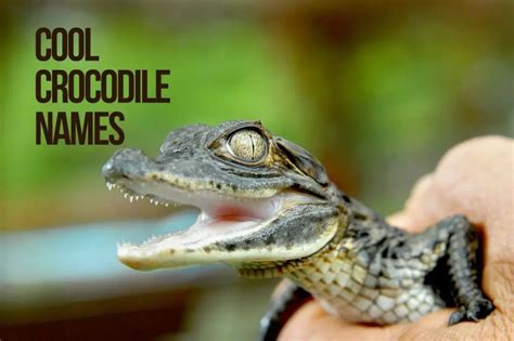 Crocodile Names 279+ Cute & Best & Funny Alligators Names - PetShoper