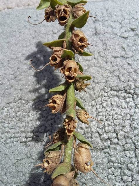 Dead Snapdragons Look like Tiny Skulls : r/pics