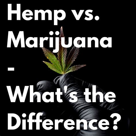 Hemp vs Marijuana - What's the Difference? – Power Biopharms