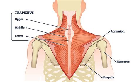 Trapezius muscle strain - Cause, Symptoms, Treatment, Exercise / Mobile