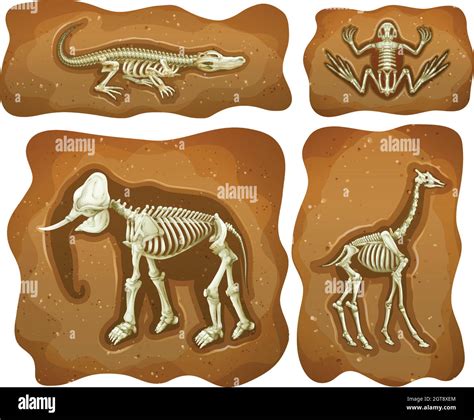 Four different fossils underground Stock Vector Image & Art - Alamy