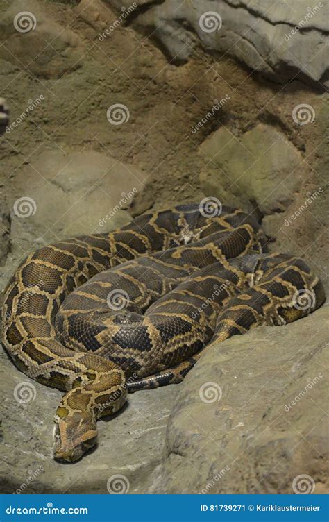 Python stock image. Image of curious, outdoors, focused - 81739271