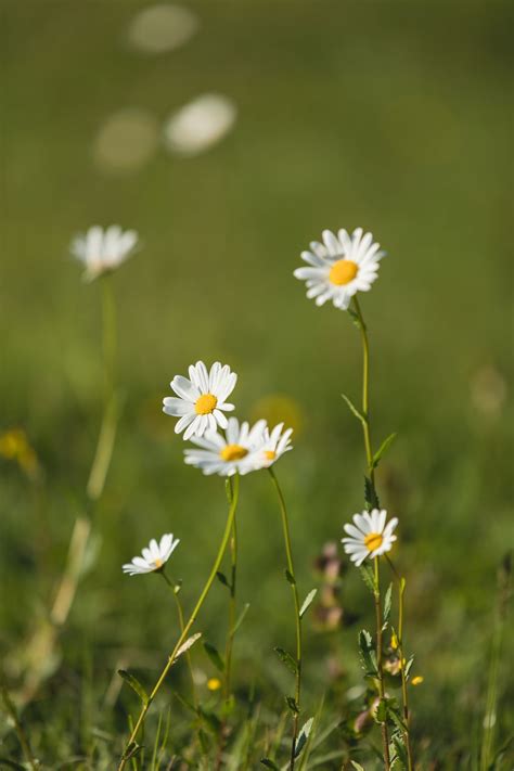 The 5 worst flowers for allergies, according to experts | Livingetc