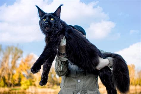 Maine Coon Size Compared to a Normal Cat - Cat-World