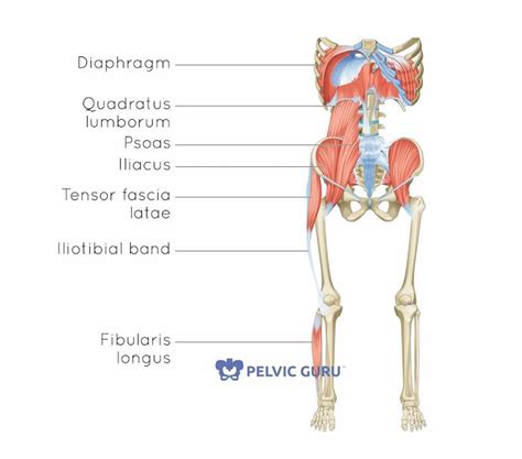 Psoas Anatomy