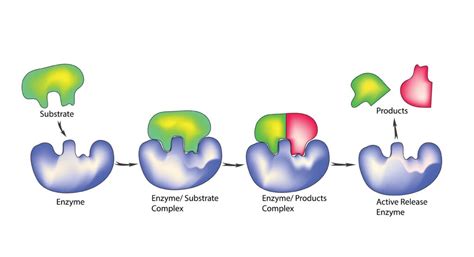 Enzyme Substrates & Reagents