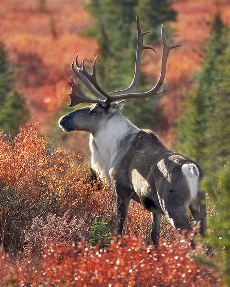 Friends of Alaska National Wildlife Refuges