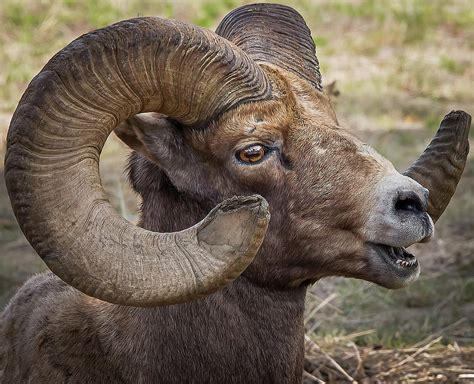 Chewing The Cud Photograph by Dan Kinghorn - Pixels