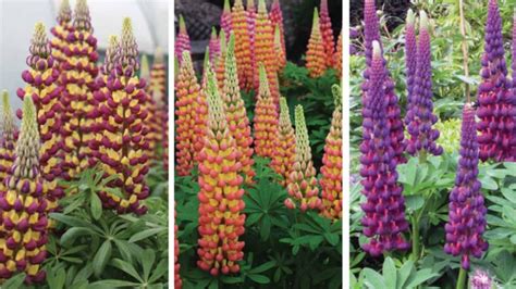 Culture Report: Lupine Westcountry Series - Greenhouse Product News