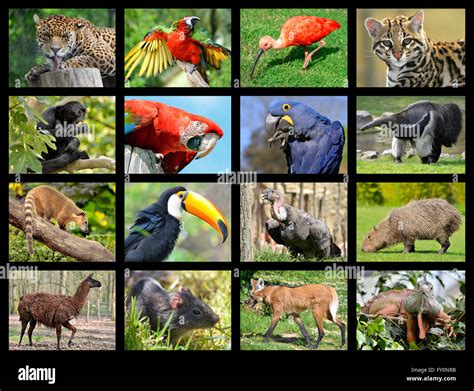 Sixteen mosaic photos of South American animals Stock Photo - Alamy