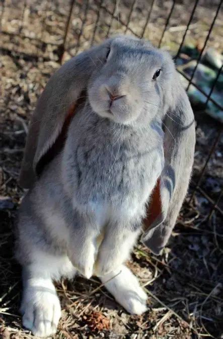 English Lop Rabbit Care Sheet | Here Bunny