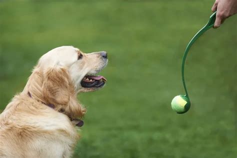 Golden retriever training Stock Photos, Royalty Free Golden retriever ...