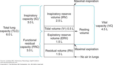 Alveolar Ventilation | Basicmedical Key