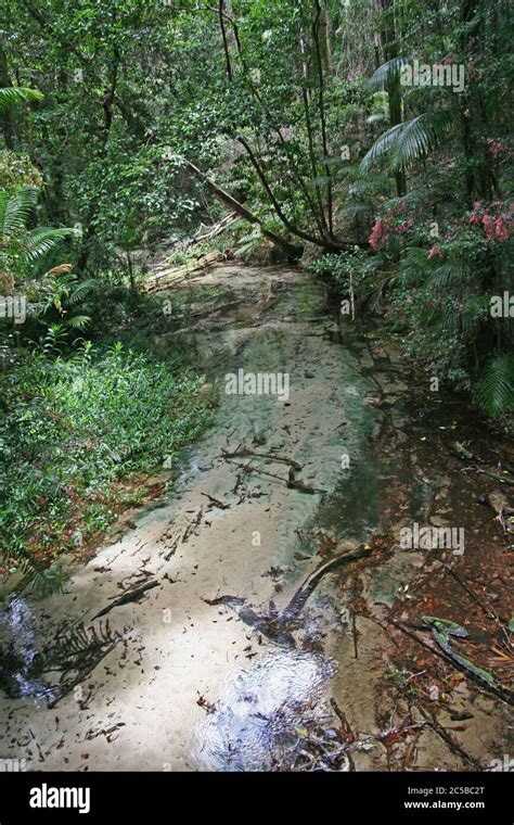 Rainforest of Fraser Island, Queensland Stock Photo - Alamy