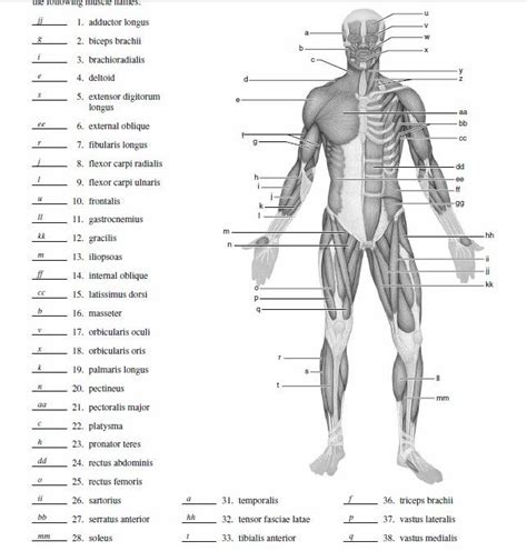 Blank Muscle Anatomy Worksheets