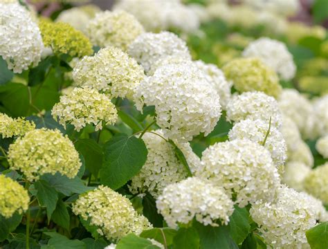 7 Stunning White Hydrangeas For Your Garden