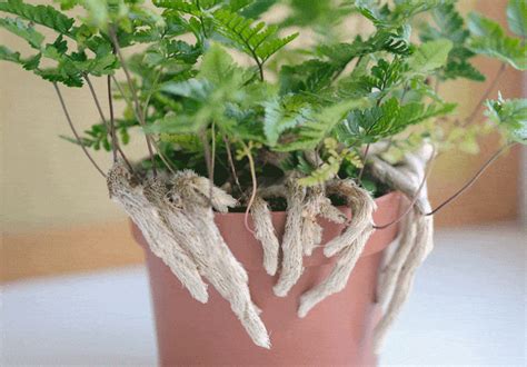 How To Grow And Care For A Rabbit Foot Fern - Alovegarden.com