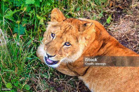 White Lion Cub Stock Photo - Download Image Now - Animal, Animal ...