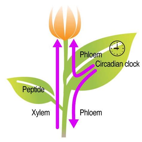 Vascular System In Plants - Plants BX