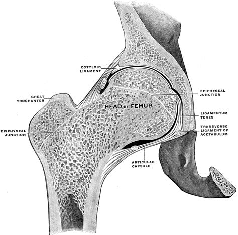 Frontal Section of Hip Joint | ClipArt ETC