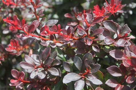 Barberry, Cabernet - Birchfield Nurseries