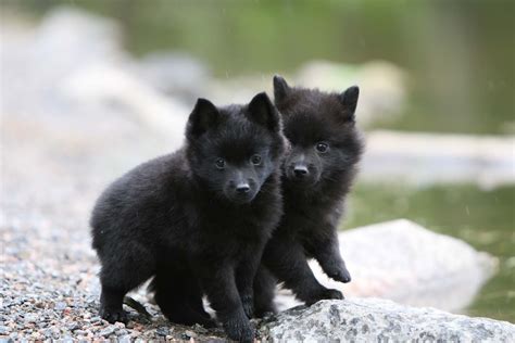 Schipperke puppies photo and wallpaper. Beautiful Schipperke puppies ...