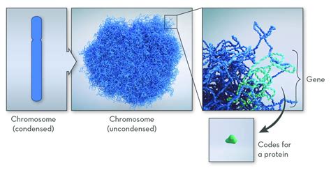 Single Gene Disorders