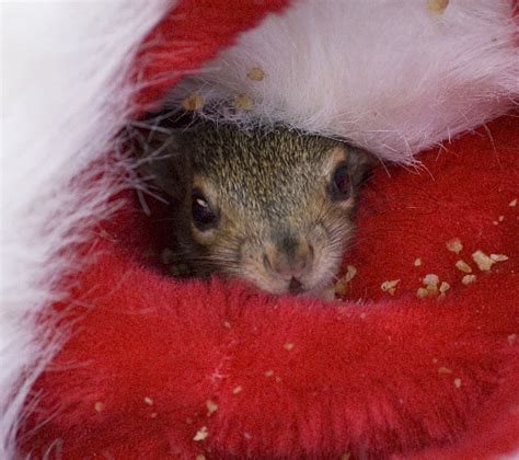 The News For Squirrels: Have a Nutty Christmas