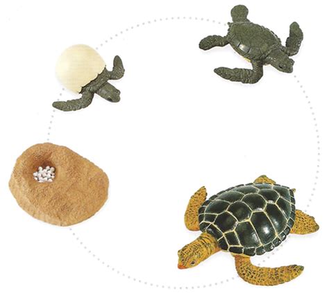 Green Sea Turtle Life Cycle Models Set