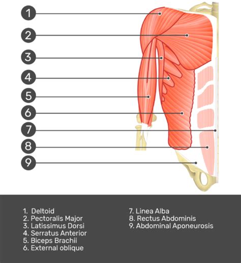 Rectus abdominis: anatomy and function | GetBodySmart