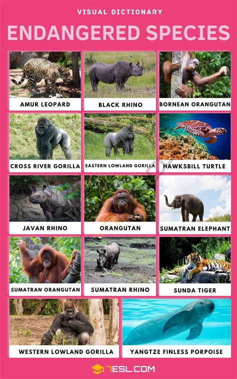 the poster shows different types of animals and their names