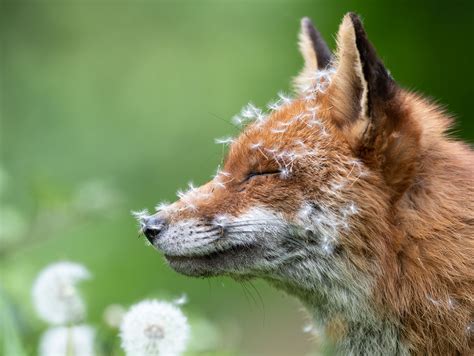 15 of the most incredible pictures from the 2023 British Wildlife ...