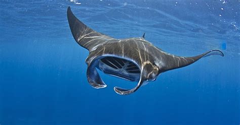 Manta Rays: Kona, Hawaii | The Best Snorkeling Spots in the World | Men ...