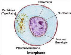 Interphase Labeled Diagram