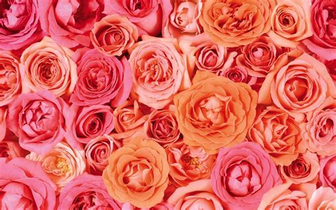 Peach Rose Wallpapers - Top Free Peach Rose Backgrounds - WallpaperAccess