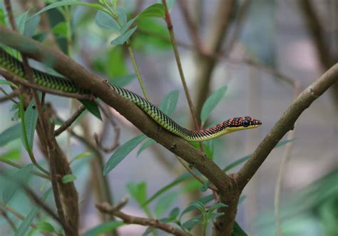 Paradise Tree Snake (Chrysopelea paradisi) - Bali Wildlife