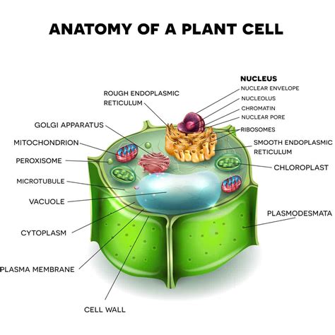 Plant Cell Functions Definitions