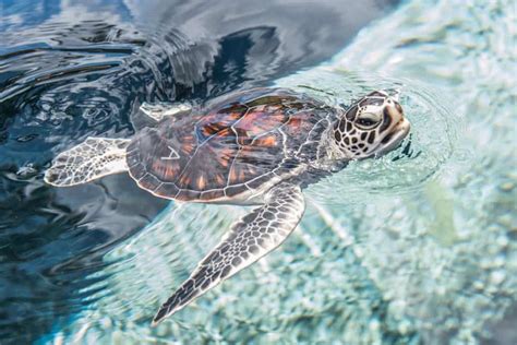 Hawaiian Green Sea Turtle - Maui Ocean Center