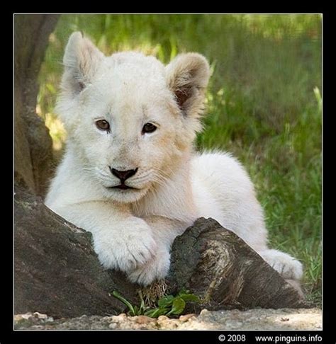 White Lion Cub - Lions Photo (26193043) - Fanpop