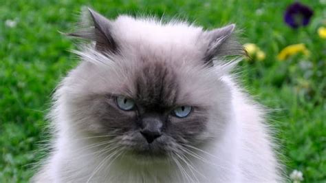 6 Himalayan Ragdoll Cat Personality Traits - Ragdollcare