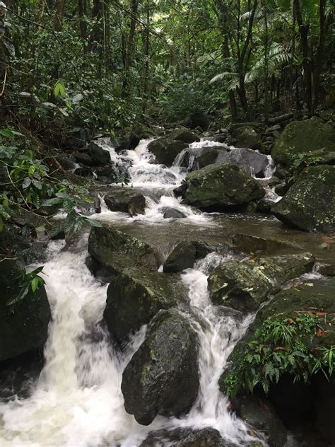 The El Yunque Rain Forest, Puerto Rico | Rainforest, Puerto rico, Caribbean