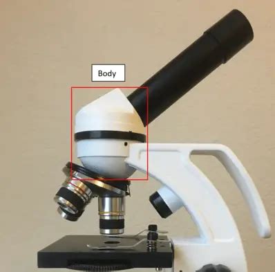 16 Parts of a Compound Microscope: Diagrams and Video – Microscope Clarity