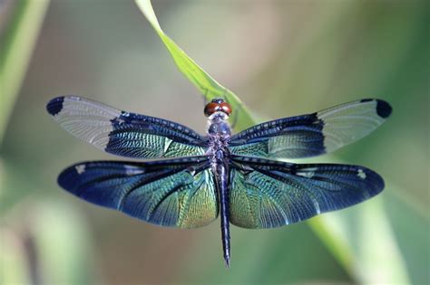 Dragonfly Meaning and Symbolism and the Dragonfly Spirit Animal