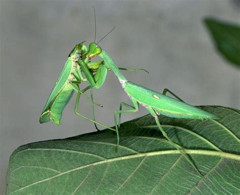 Female Giant Asian Mantis Eating Its Mate by Science Photo Library