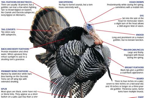 Mustards and Marmalades: Anatomy of a Turkey...