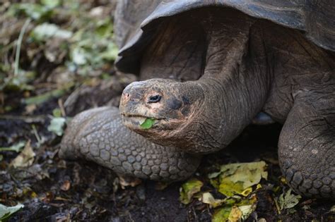 New giant tortoise species found in Galapagos after DNA study