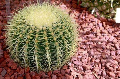 Best Tall Cactus Plants For Your Gardens | Plantly