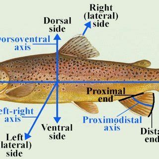 2: Anatomical Directions. Anterior is towards the head, posterior is ...