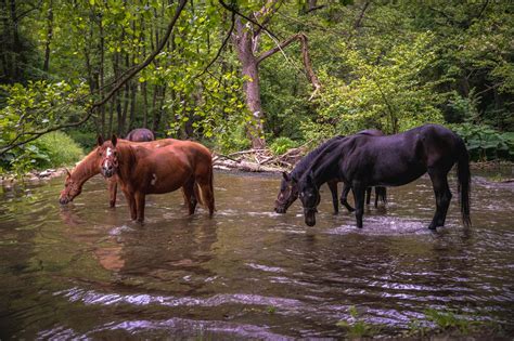 Potomac Horse Fever Symptoms, Causes, Treatment & Vaccination | Mad Barn